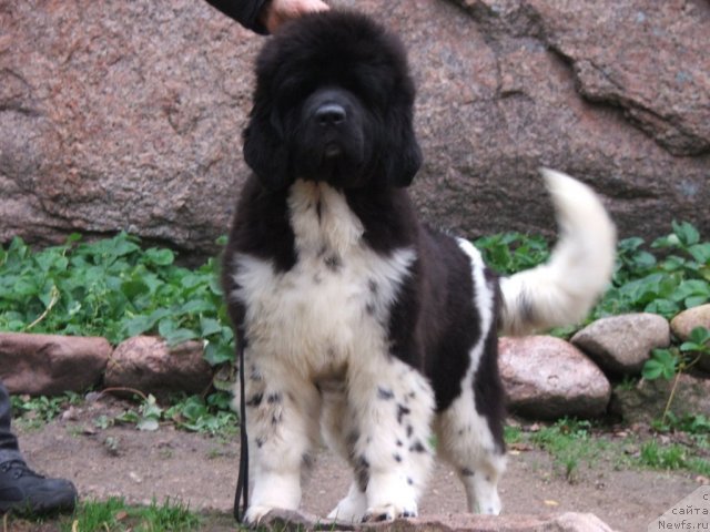 Фото: ньюфаундленд Плюшевая Панда Улыбка Леди Шарм (Plushevaya Panda Ulybka Ledi Scharm)