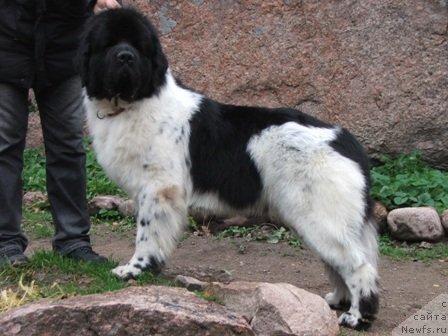 Фото: ньюфаундленд Rosa Mollis Baby Scratch My Back