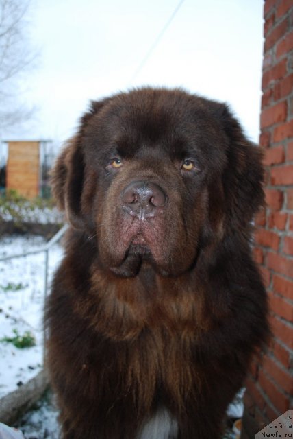 Фото: ньюфаундленд Повелитель Великих Озер