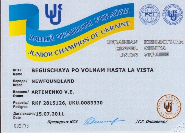 Фото: ньюфаундленд Бегущая по Волнам Хаста ла Виста (Beguschaya po Volnam Hasta la Vista)