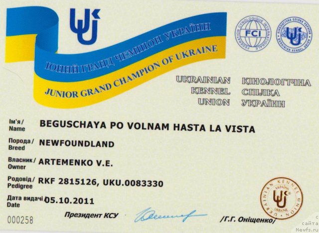 Фото: ньюфаундленд Бегущая по Волнам Хаста ла Виста (Beguschaya po Volnam Hasta la Vista)