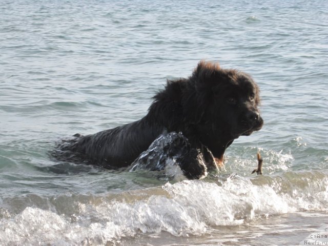 Фото: ньюфаундленд Кара Аюлар Амадеус Лейк Визард