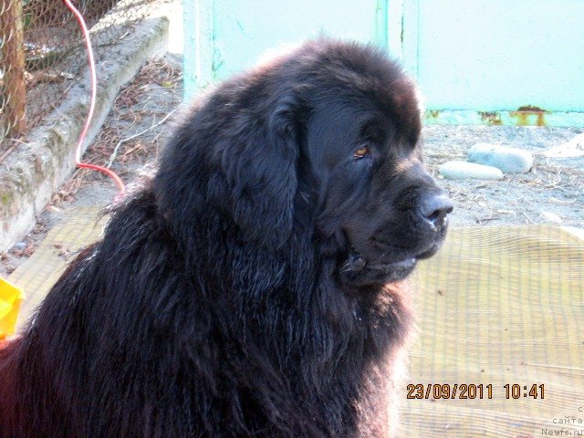 Фото: ньюфаундленд Гай Нью Спейс Престиж (Gay New Space Prestizh)