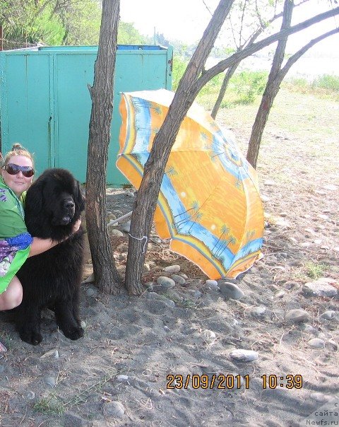 Фото: ньюфаундленд Гай Нью Спейс Престиж (Gay New Space Prestizh)