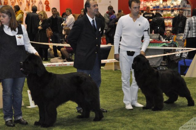 Фото: ньюфаундленд Zara Clark Zvezdnij Dar, ньюфаундленд Сент Джонс Хендсел фо Ми (Sent Djons Handsel for Me)