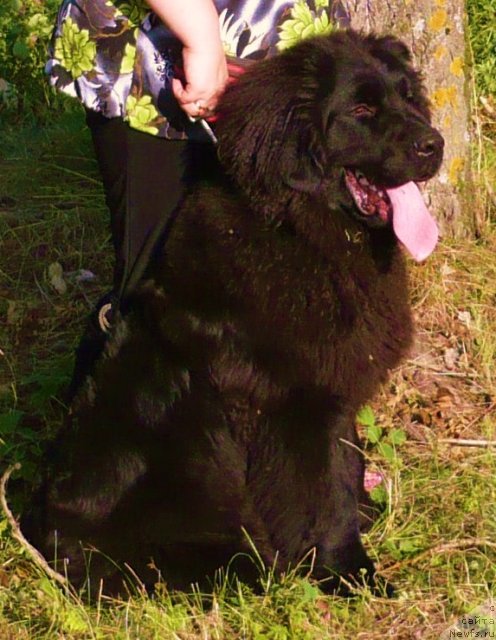 Фото: ньюфаундленд Уильям Наследник Трона