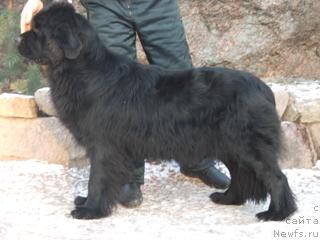 Фото: ньюфаундленд Плюшевая Панда Анабелла Бьютифул (Plushevaya Panda Anabella Beautiful)