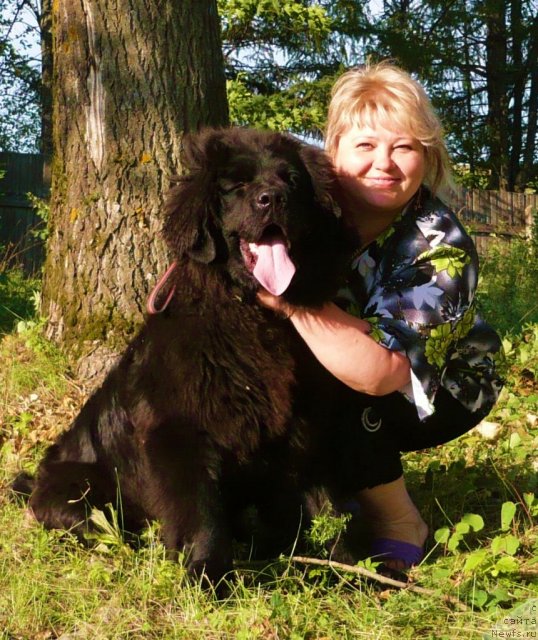 Фото: ньюфаундленд Уильям Наследник Трона