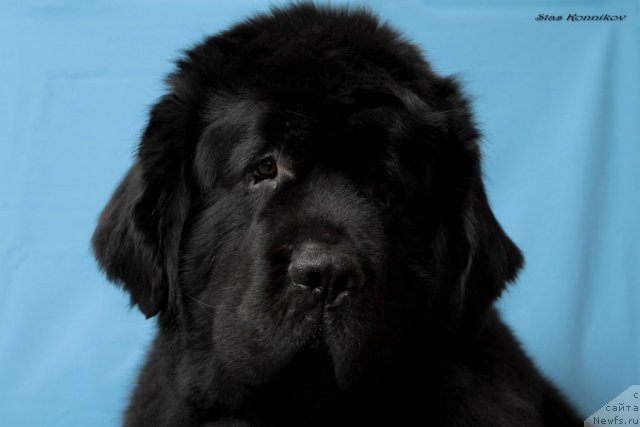 Фото: ньюфаундленд Наследник Престола от Сибирского Медведя (Naslednik Prestola ot Sibirskogo Medvedya)