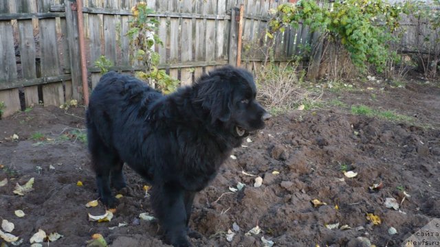 Фото: ньюфаундленд Уильям Наследник Трона