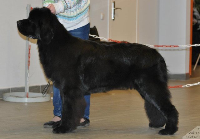 Фото: ньюфаундленд Акватория Келвин Онли Лав (Aquatoriya Kelvin Only Love)