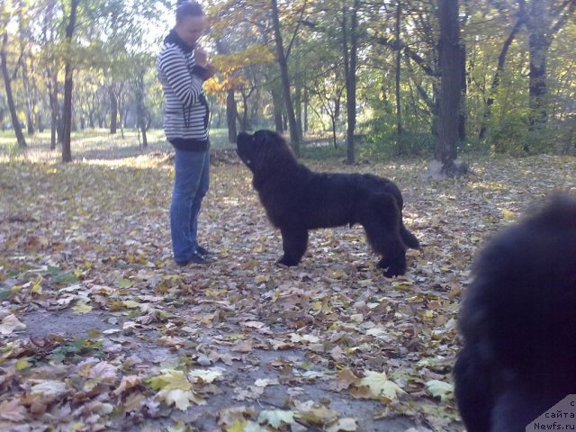 Фото: ньюфаундленд Бегущая по Волнам Зодиак (Beguschaya po Volnam Zodiak)