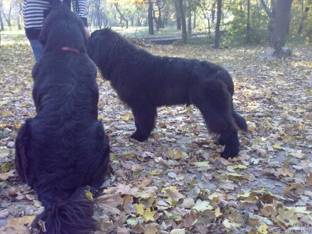 Фото: ньюфаундленд Velyke Malyatko Yaskrava Usmishka, ньюфаундленд Бегущая по Волнам Зодиак (Beguschaya po Volnam Zodiak)