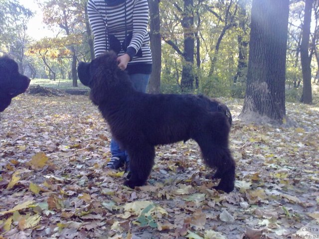 Фото: ньюфаундленд Бегущая по Волнам Зодиак (Beguschaya po Volnam Zodiak)