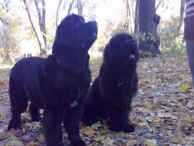 Фото: ньюфаундленд Velyke Malyatko Yaskrava Usmishka, ньюфаундленд Бегущая по Волнам Зодиак (Beguschaya po Volnam Zodiak)