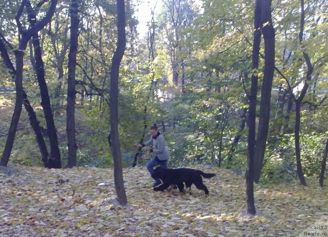 Фото: ньюфаундленд Бегущая по Волнам Зодиак (Beguschaya po Volnam Zodiak)