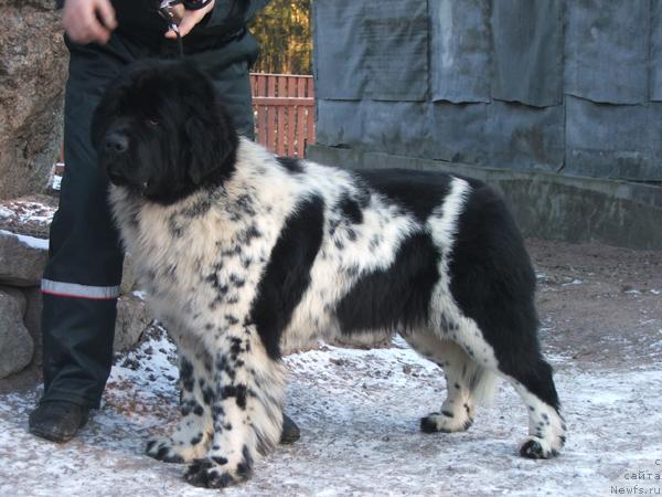 Фото: ньюфаундленд Плюшевая Панда Дэбра (Plushevaya Panda Debra)