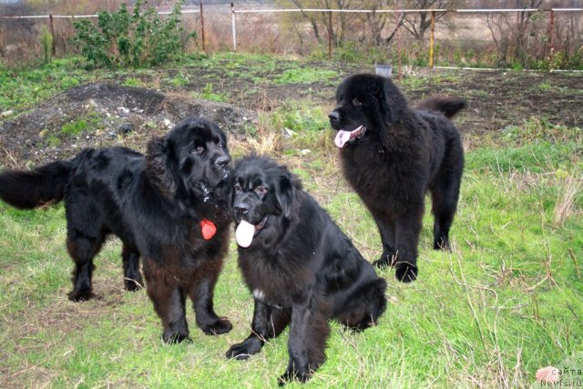 Фотография № 80074