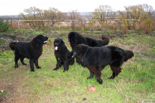 Фотография № 80075