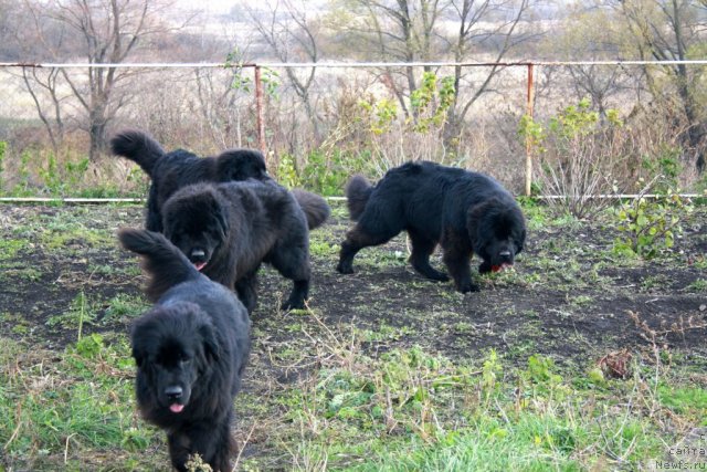 Фотография № 80076