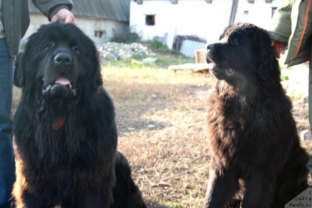 Фото: Черный Шарм Бонифаций, ньюфаундленд Черный Шарм Бэтмен
