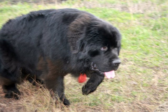 Фотография № 80078