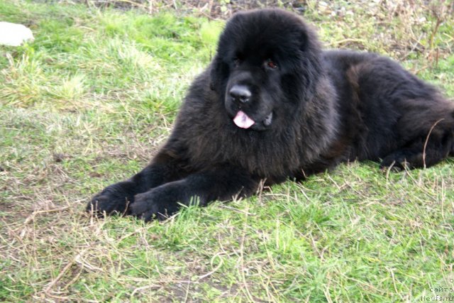 Фото: ньюфаундленд Черный Шарм Буч Кесседи