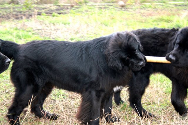 Фотография № 80081