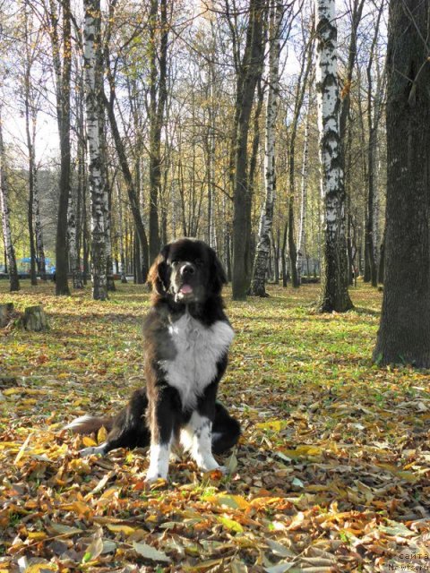 Фото: ньюфаундленд Старбимовлав Гардемарин