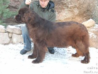 Фото: ньюфаундленд Newf Mermaid Feodosiya