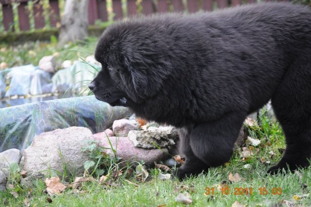 Фото: ньюфаундленд Звездный Дар Афродита (Zvezdnij Dar Afrodita)