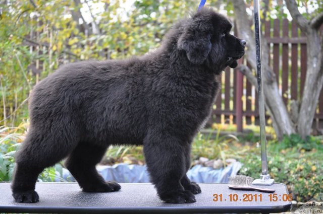 Фото: ньюфаундленд Звездный Дар Афродита (Zvezdnij Dar Afrodita)