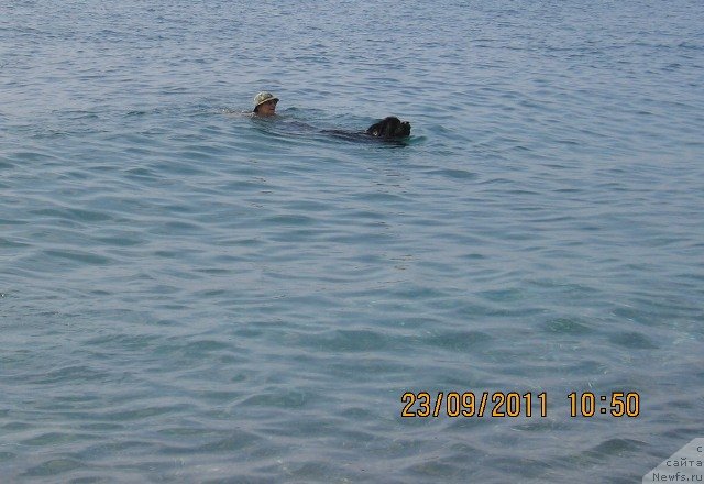 Фото: ньюфаундленд Гай Нью Спейс Престиж (Gay New Space Prestizh)