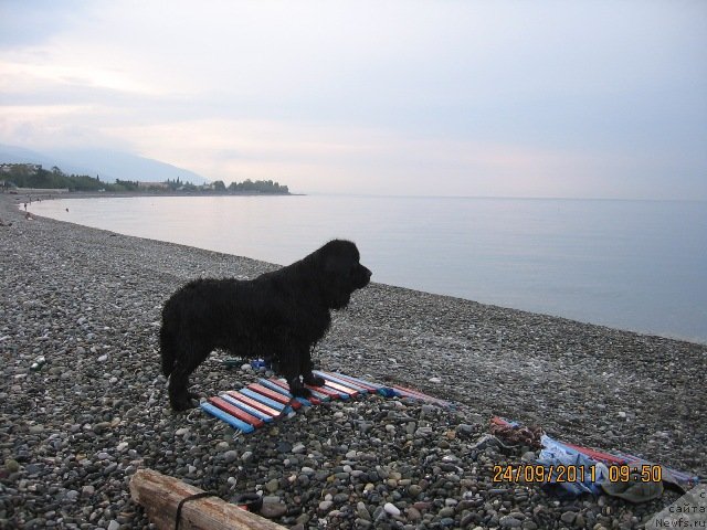 Фото: ньюфаундленд Дар Свезы Апельсинка-Мандаринка