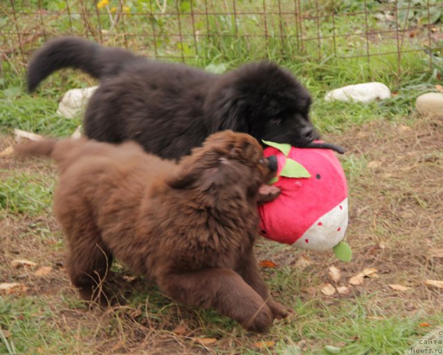 Фотография № 80112