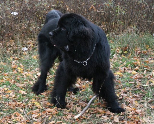 Фото: ньюфаундленд Уютная Долина Андрос Гриф