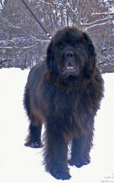 Фото: ньюфаундленд Абигаль, ньюфаундленд Абигаль