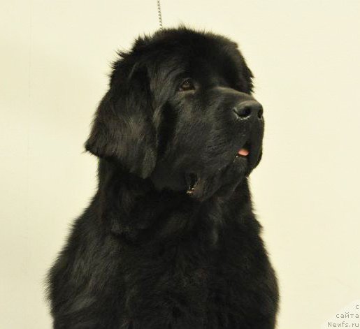 Фото: ньюфаундленд Бегущая по Волнам Харизма (Beguschaya po Volnam Harizma)