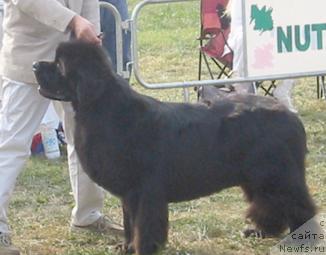 Фото: ньюфаундленд Paradeso Spirito Di Italia