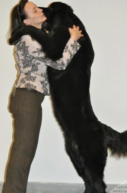 Фото: Ольга Королева, ньюфаундленд Бегущая по Волнам Харизма (Beguschaya po Volnam Harizma)