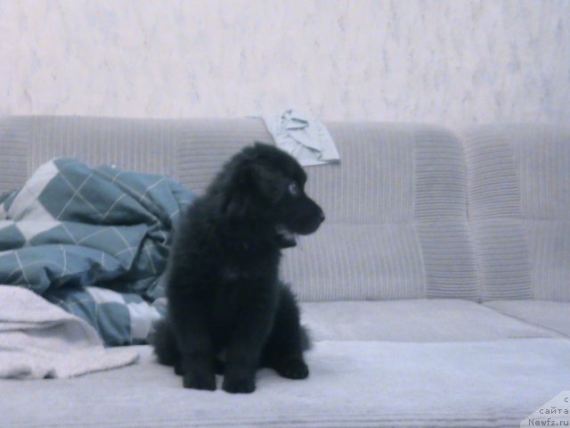 Фотография № 80145