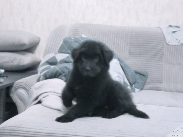 Фотография № 80147