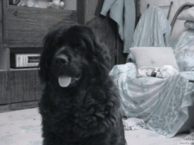 Фотография № 80149