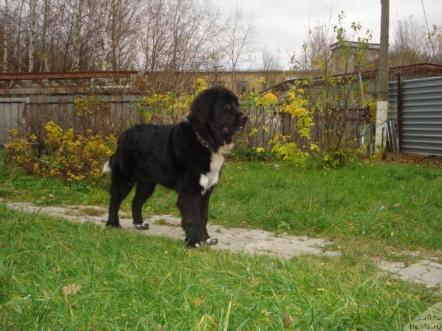 Фото: ньюфаундленд Питерньюф Енигма (Piternyuf Enigma)