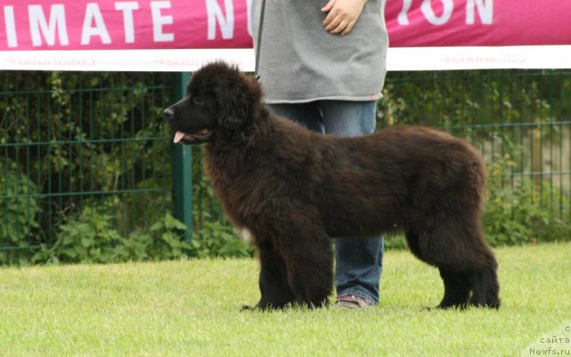 Фото: Bears Cove Lady Ga-Ga