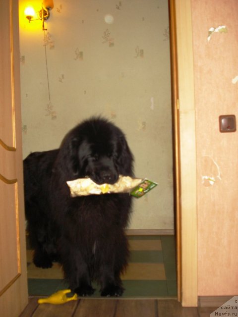 Фото: ньюфаундленд Капитан Ньюфорт