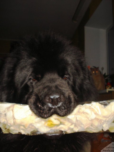 Фото: ньюфаундленд Капитан Ньюфорт