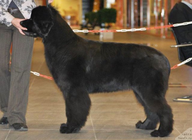 Фото: ньюфаундленд Бегущая по Волнам Дансинг Квин (Beguschaya po Volnam Dancing Queen)