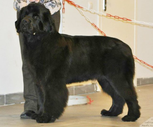 Фото: ньюфаундленд Бегущая по Волнам Дансинг Квин (Beguschaya po Volnam Dancing Queen)