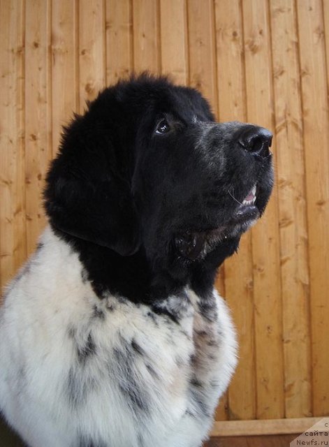 Фото: ньюфаундленд Супер Бизон Екатеринбург (Super Bizon Ekaterinburg)